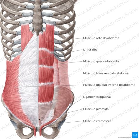 Costas e músculos abdominais - a estrutura